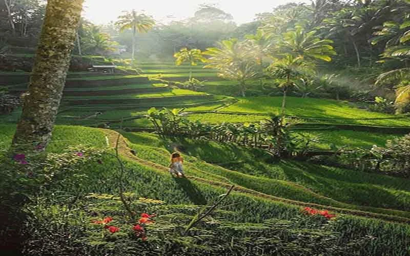 rice terrace rice terrace